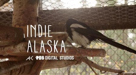 Video thumbnail: Indie Alaska I am George the Magpie | INDIE ALASKA