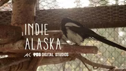 I am George the Magpie | INDIE ALASKA