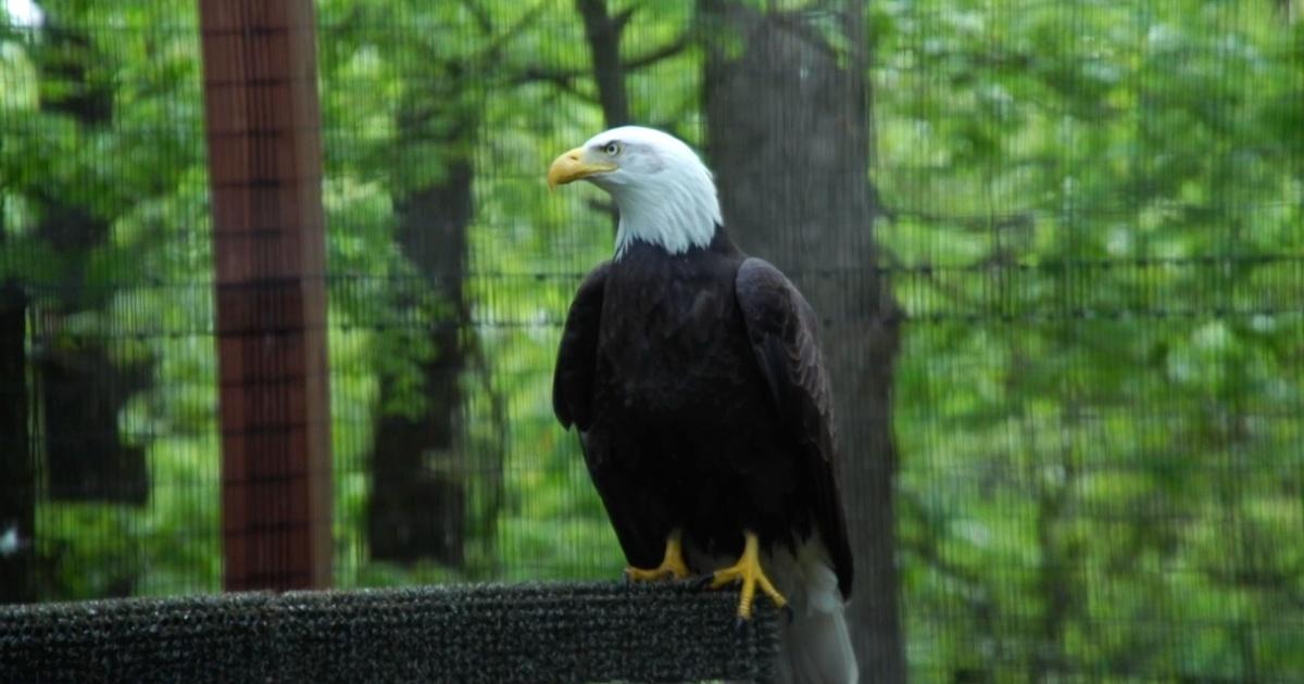 CBS just made a lot of Eagles fans across Pennsylvania happy