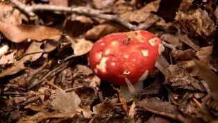 The Healing Power of Nature