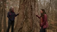 What makes a forest “old-growth”?