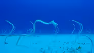 Peek-A-Boo with Hawaiian Garden Eels