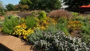 Volunteer Gardener 3503