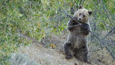 Are Grizzlies Still Endangered?