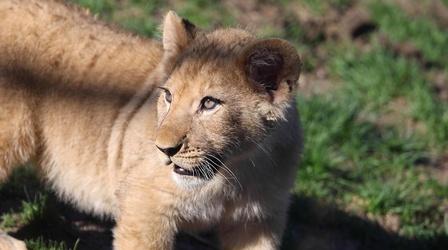 Video thumbnail: Chicago Tonight Lion Cubs Make Their Public Debut at Lincoln Park Zoo