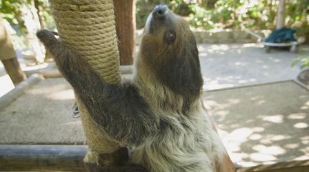Video thumbnail: Camp TV 5 Fun Facts & Things to Know About Sloths