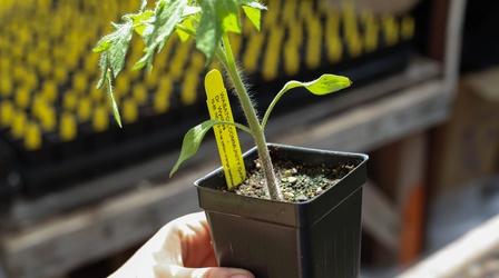 Video thumbnail: Modern Gardener Growing Perfect Tomatoes Part 1