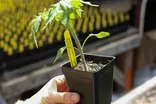 Growing Perfect Tomatoes Part 1