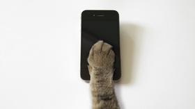 Video thumbnail: PBS NewsHour On social media, be more like a cat than a dog