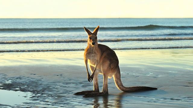 Nature | Australia | Animals with Cameras