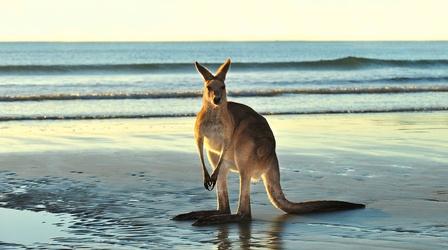 Australia | Animals with Cameras