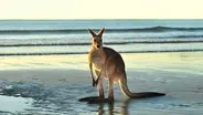 Australia | Animals with Cameras