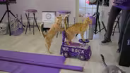Are Cats As Easy to Train as Dogs?