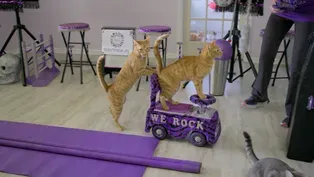 Are Cats As Easy to Train as Dogs?