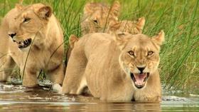 Video thumbnail: Arizona PBS Previews Nature : 3704