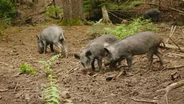 Hundred-Mile Hike, Fighting Feral Hogs, Lake Bob Sandlin