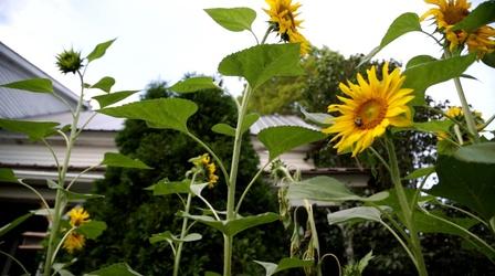 Video thumbnail: Assignment: Maine Living Off The Land - Summer Garden Tour