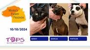 10/10/2024 | Binky, Dahlia and Matilda  | Mark's Furry Friends