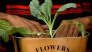 Transplanting Leafy Greens