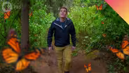 Unraveling the Great Butterfly Migration Mystery