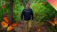 Unraveling the Great Butterfly Migration Mystery