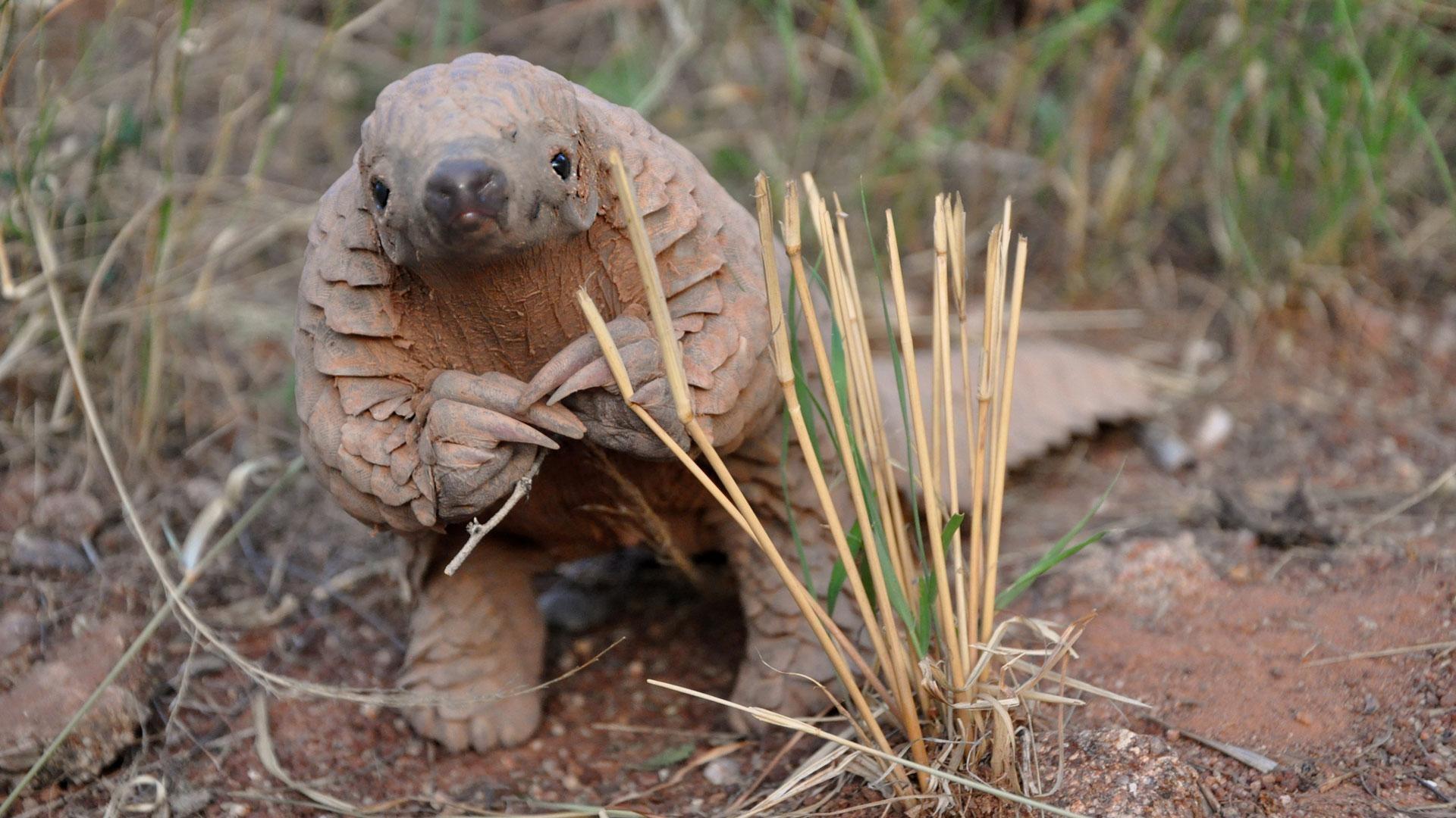 nature-the-world-s-most-wanted-animal-twin-cities-pbs