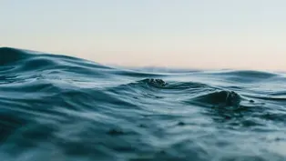 Preview | What’s in the Water?