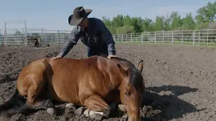 Jimmy and Maverick