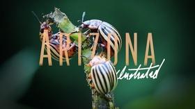 Video thumbnail: Arizona Illustrated January 13, 2019