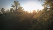 When Trees Took Over the World