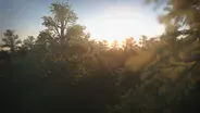 When Trees Took Over the World