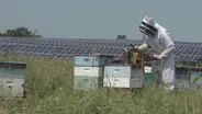 Pollinator Friendly Solar