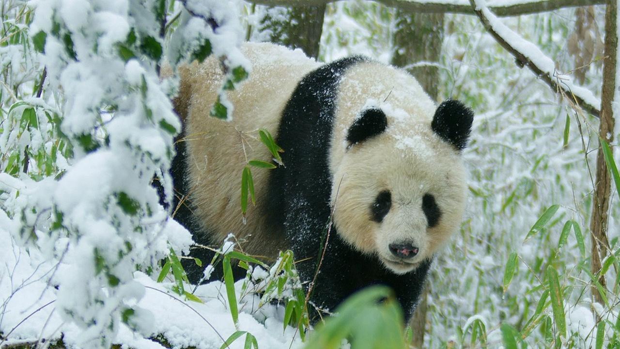 Nature | Rare Glimpse of Wild Panda In Heat