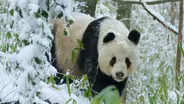 Rare Glimpse of Wild Panda In Heat