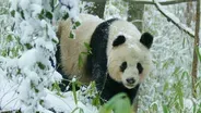 Rare Glimpse of Wild Panda In Heat