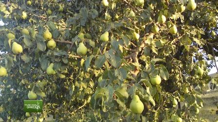 Video thumbnail: You Bet Your Garden Ep. 98 You Bet Your Garden