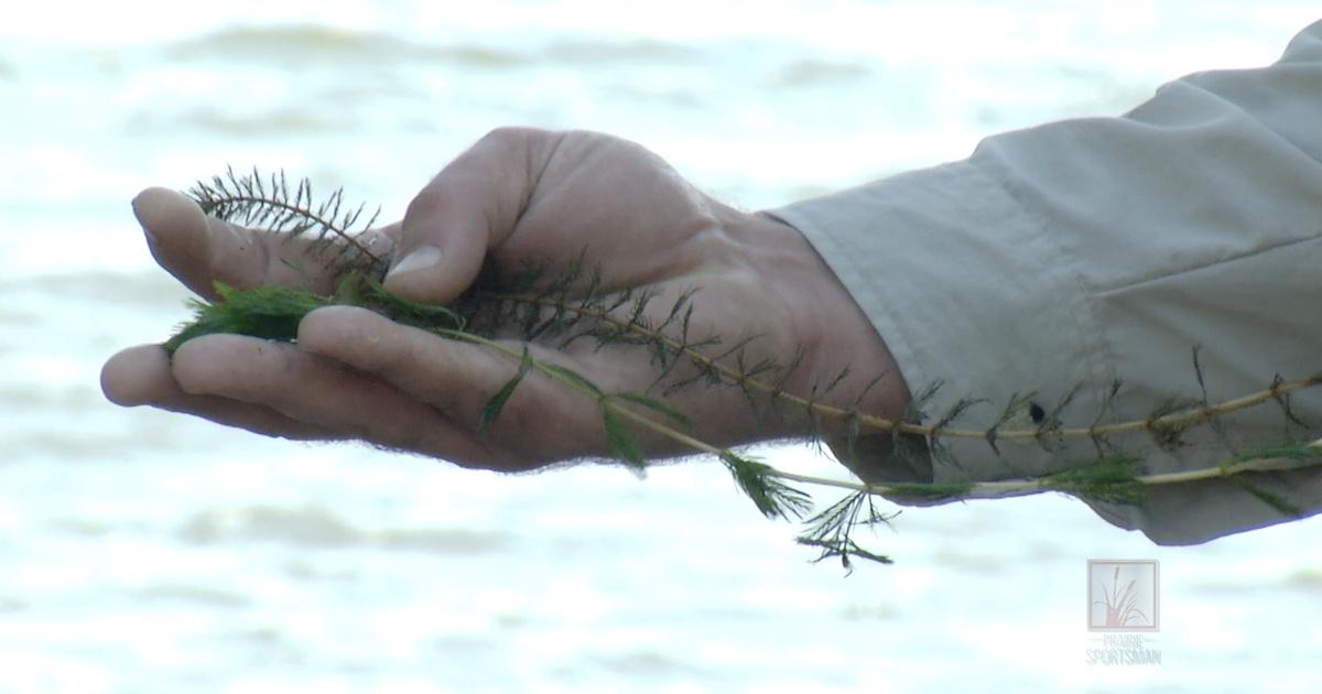 Prairie Sportsman | Bioreactor Study | Season 8 | Episode 7 | PBS