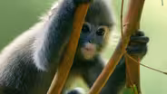How Do Monkeys Safely Cross the Road?