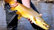 Fly Fishing For Trout, Turkey Hunting, Morel Mushrooms