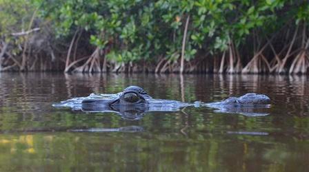 Video thumbnail: Changing Seas Lords of the Wetlands