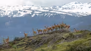 Grasslands