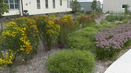 Video thumbnail: Backyard Farmer Backyard Farmer: Pollinator Garden & 1000 Canker Disease