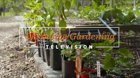 Video thumbnail: Oklahoma Gardening 4932: Spicy Heat on the Best of Oklahoma Gardening