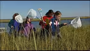 Wetlands