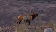 Elk Make Mount St. Helens Home