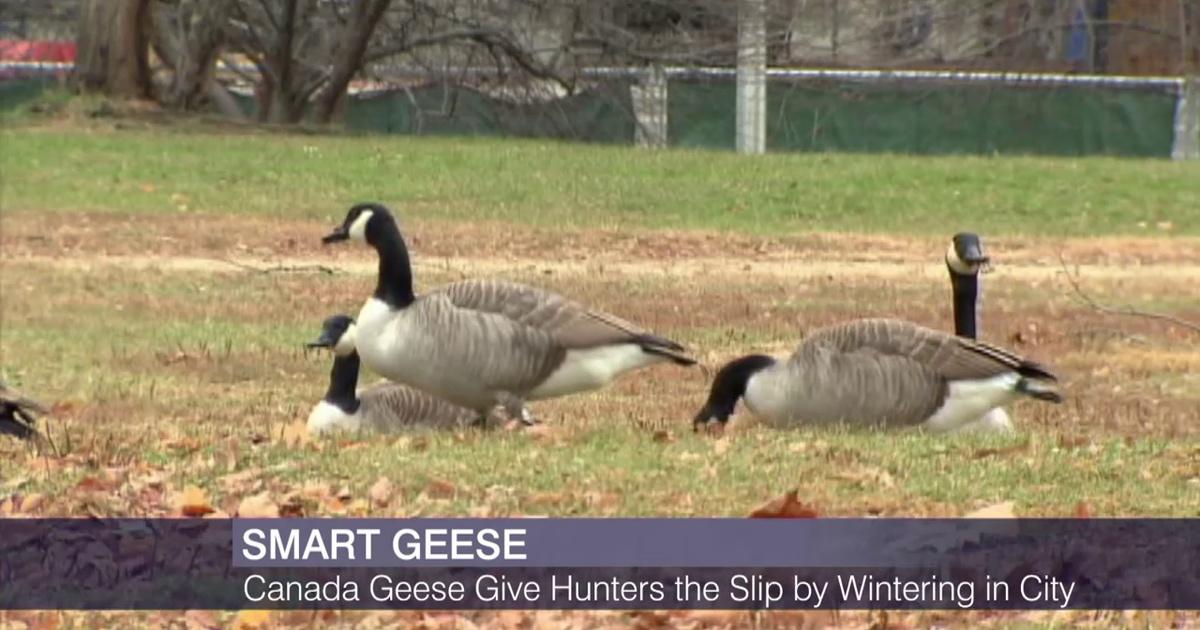 Canada goose hotsell 12-18 months video