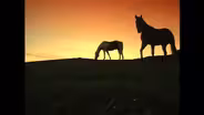 Idaho Horses