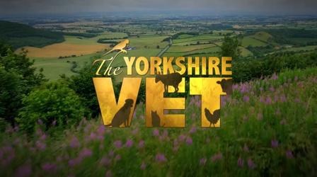 Video thumbnail: The Yorkshire Vet Season 1, Episode 1