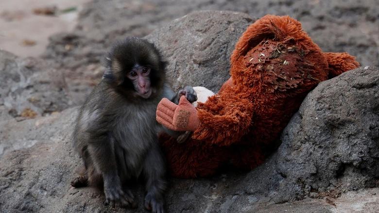 PBS NewsHour Image