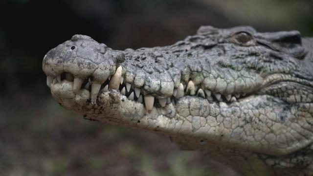 In Australia Aboriginal Peoples Hunt for Crocodile Eggs